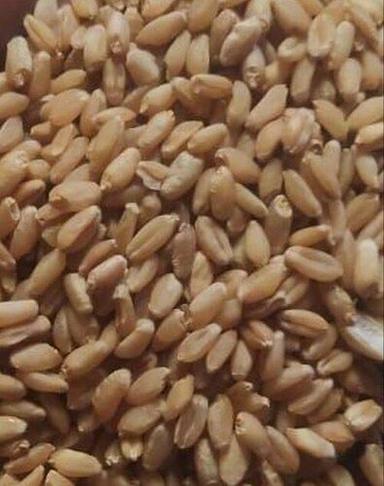 Brown A Grade 100 Pure Whole Wheat Grain