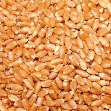 Natural Dried Organic Golden Brown Wheat