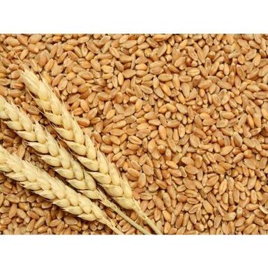Golden GW322 Wheat, Organic