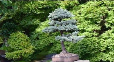 Silver Insect Resistant Full Sun Exposure Fast Growth Green Leaves Bonsai Plants