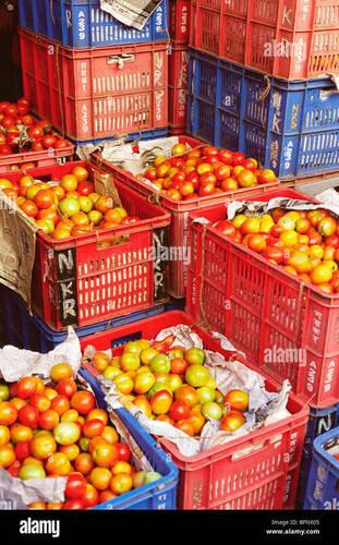 Natural Fresh Red Tomato