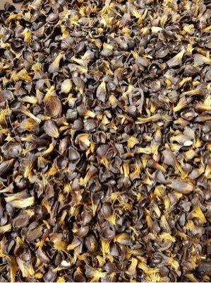 Wholesale Price Palm Kernel Shell