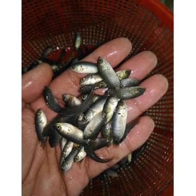  मछली पालन के लिए वियतनाम कोइ मछली का बीज 