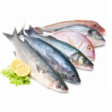 Fresh Frozen Sea Food Fish