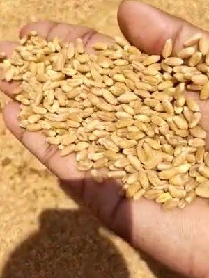 Normal Rich In Taste Whole Wheat Grains