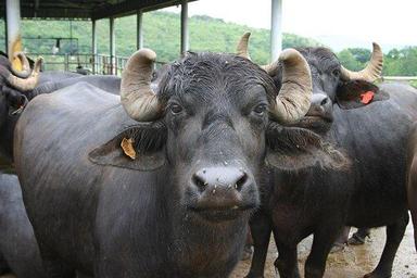 Indian Bull Shelf Life: 1 Year Years