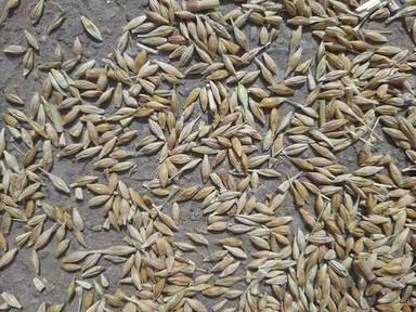 Black Organic Indian Raw Barley, High In Protein