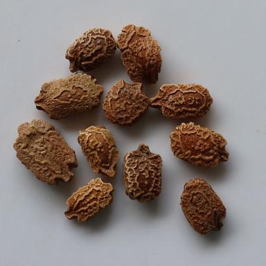 White Bitter Gourd Seeds