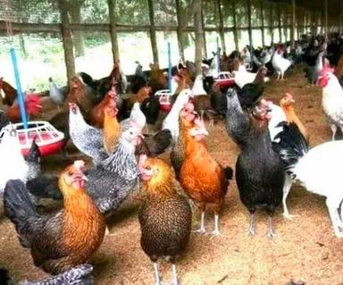 How To Increase Egg Production In Back Yard Poultry Dosage Form: Powder