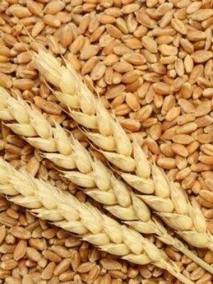 Harmless Fertilizers Free From Impurities Easy To Digest Brown Organic Wheat