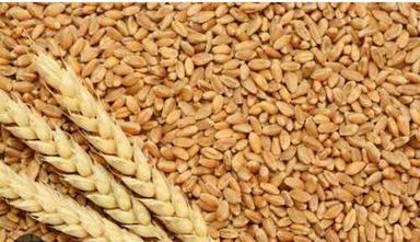 Organic Natural Wheat For Making Flour Gender: Unisex