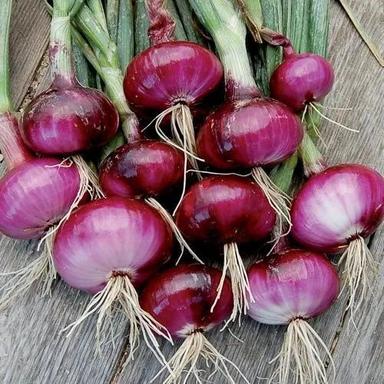 No Added Color Red Onion For Human Consumption Use