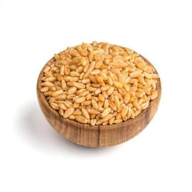 Brown Sharbati Wheat For Cooking Use
