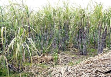 100% Organic And Farm Fresh A Grade Green Sugarcane