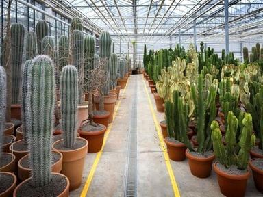 Health Cactus Plant