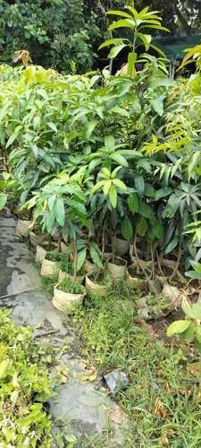 Insect Resistant Full Sun Exposure Fast Growth Green Leaves Outdoor Mango Tree
