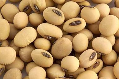 Good For Health Organic Soya Beans