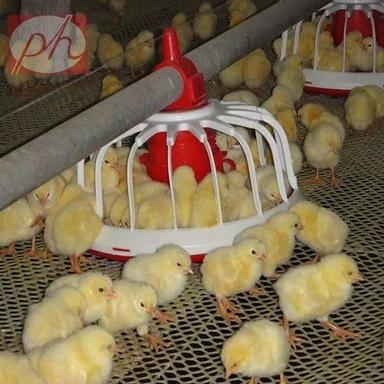 Automatic Plastic Chicken Feeder
