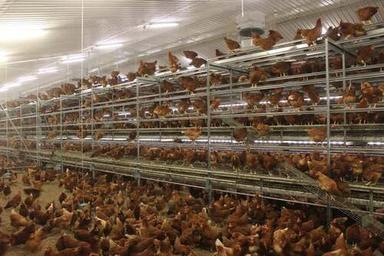 Battery Cage For Poultry Farm