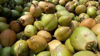 Nutrients and Minerals Rich Tender Coconut