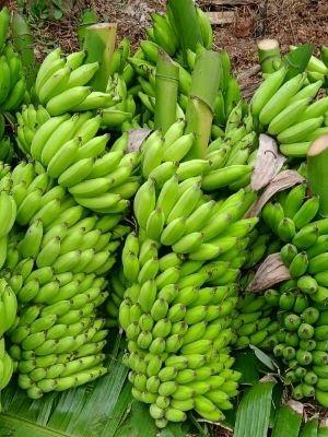 Common Rich In Taste Green Raw Banana