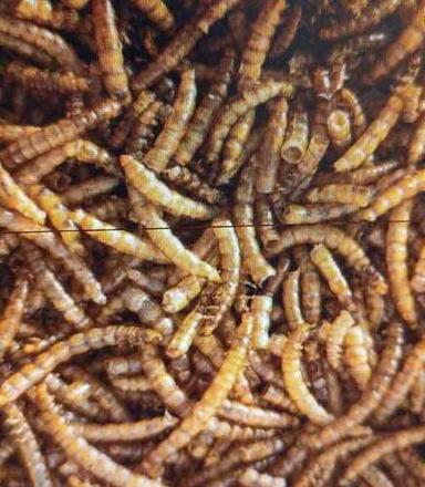 Dried Mealworms For Fish