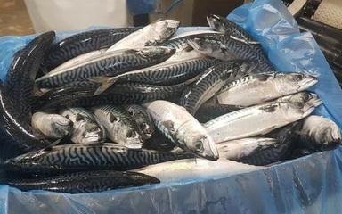 Whole Frozen Atlantic Mackerel Shelf Life: 24 Months