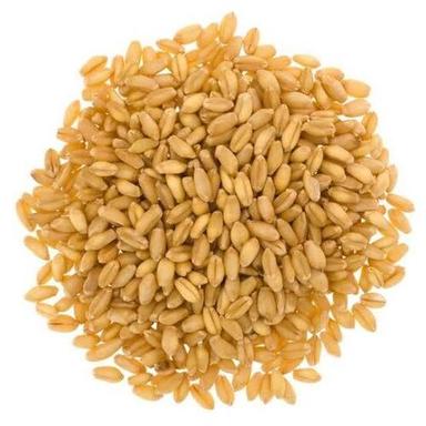 100% Natural And Pure Organic Wheat Grain For Food Grade