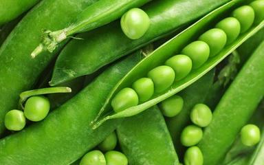 Fresh Green Peas Moisture (%): 70-75%