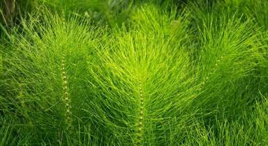 Pure Natural Equisetum Arvense Horsetail Herbs