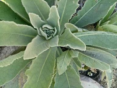 100% Organic A Grade Natural Mullein Leaves Tea