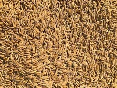 Commonly Cultivated Crop Paddy Seeds