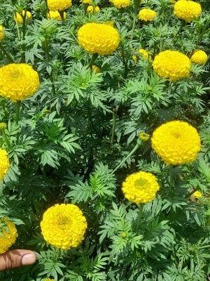 Eco Friendly Yellow Fresh Marigold Flower