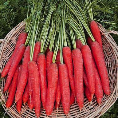 100% Natural And Pure Organic Red Carrot For Juice And Cooking 