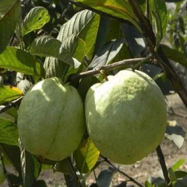 Fresh Barafkhana Guava Plant