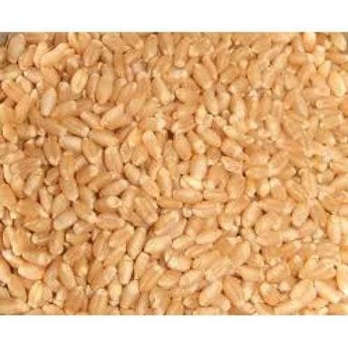 Indian organic wheat