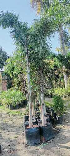 Natural Foxtail Palm Tree For Plantation Application Use