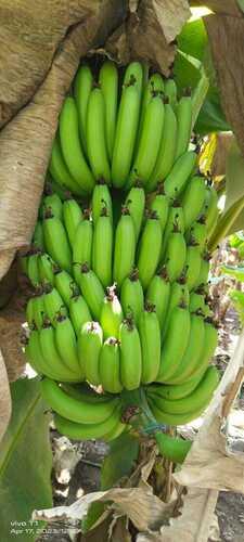 Rich In Tase Green Banana