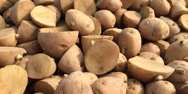 100% Natural Organic Potato Seeds