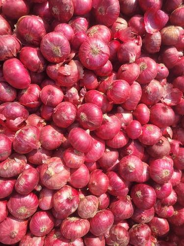 Healthy And Nutritious Fresh Indian Red Onion