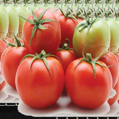 Good For Health Fresh Tomatoes