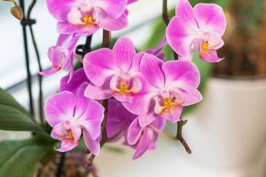 Fresh And Natural Orchids Flower