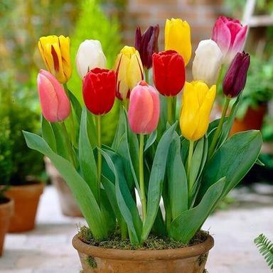Easy To Grow And Fresh Tulip Flower Bulb