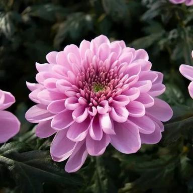 3 Feet Well Watered Light Pink Chrysanthemum Flower Plant