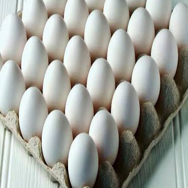 Fresh Eggs for Bakery Use Human Consumption