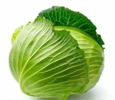 Fresh Green Cabbage