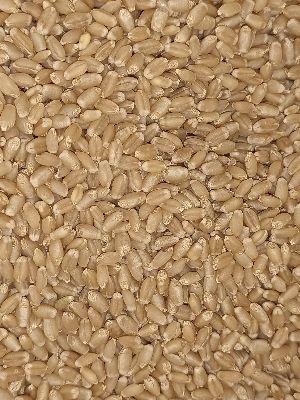 Healthy And Nutritious Sharbati Wheat