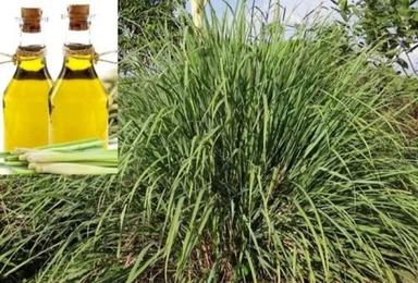 Cold Pressed Liquid Form Lemongrass Oil For Industrial Use