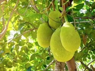 100% Natural And Organic Well Watered Jackfruit Plant