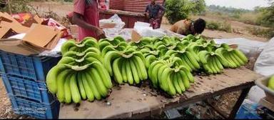 A Grade Good Taste Green Banana